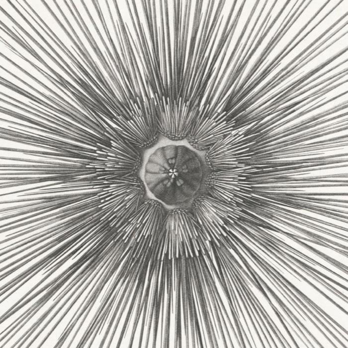 Sea urchins - Une estampe d’après Jules-César Savigny