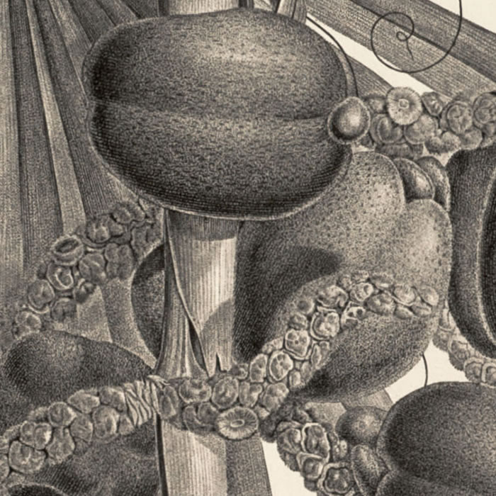 Doom palm. Details of the leaf and fruit cluster - Une estampe d’après Henri-Joseph Redouté