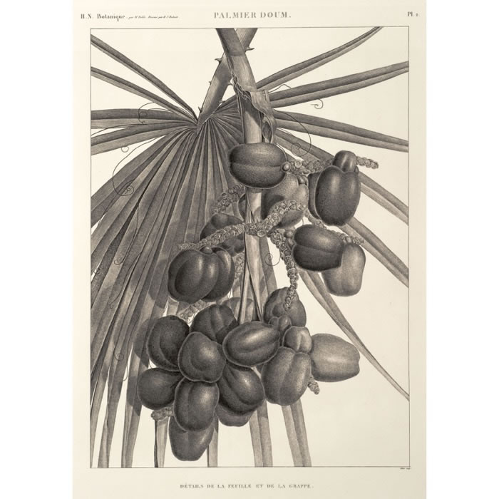Doom palm. Details of the leaf and fruit cluster - Une estampe d’après Henri-Joseph Redouté