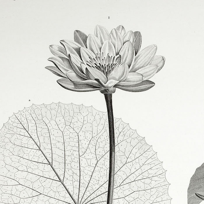 Nymphæa lotus. Nymphæa caerulea