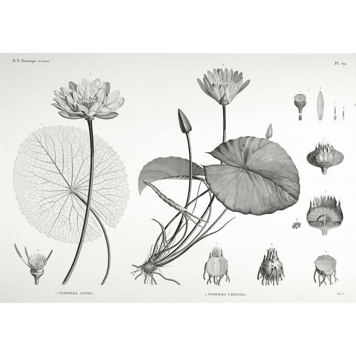 Nymphæa lotus. Nymphæa caerulea