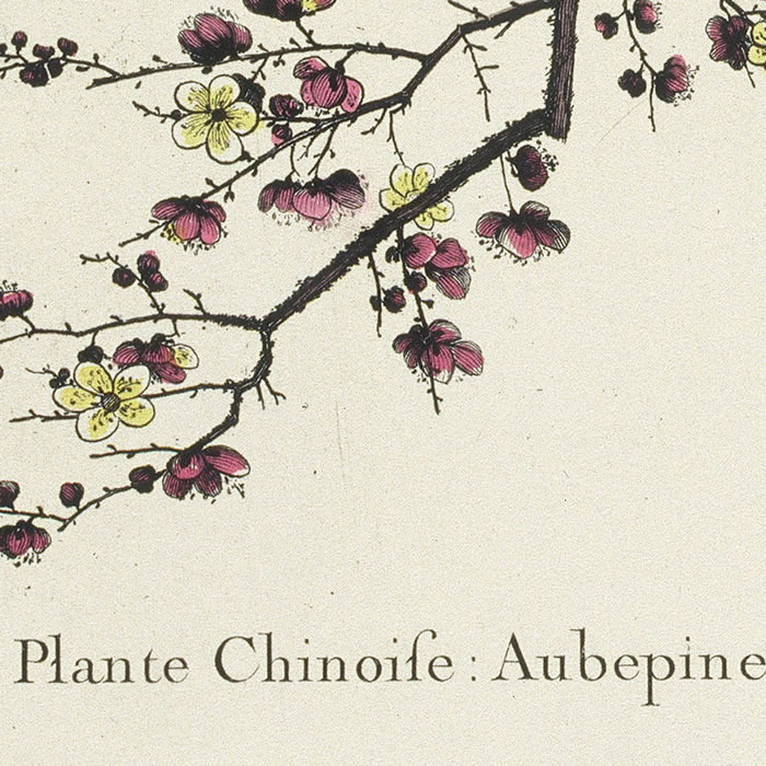 Plante chinoise. Aubépine - Une estampe d’après Louis de Chastillon
