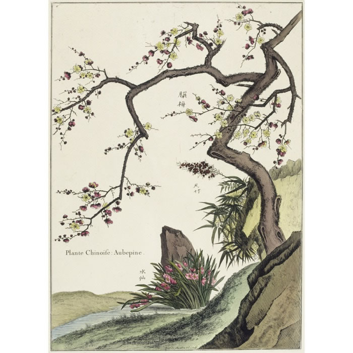Plante chinoise. Aubépine - Une estampe d’après Louis de Chastillon