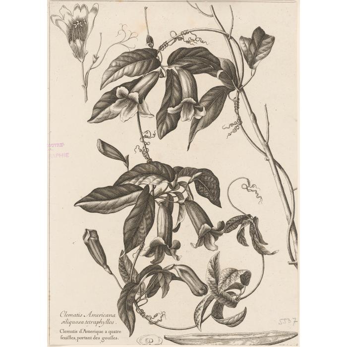 Clematis Americana siliquosa tetraphyllos. Clématite d’Amérique à quatre feuille, portant des gousses