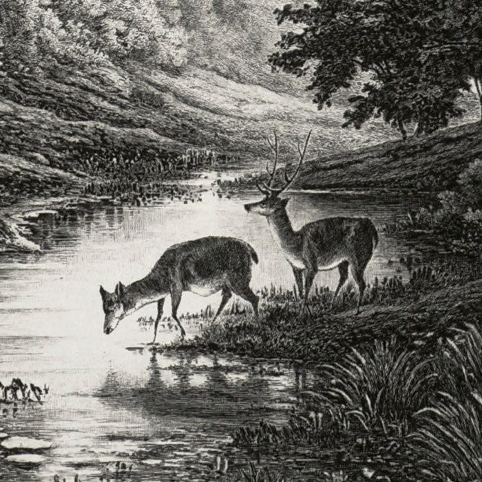 Morning. The deer - Une estampe d’après Charles François Daubigny