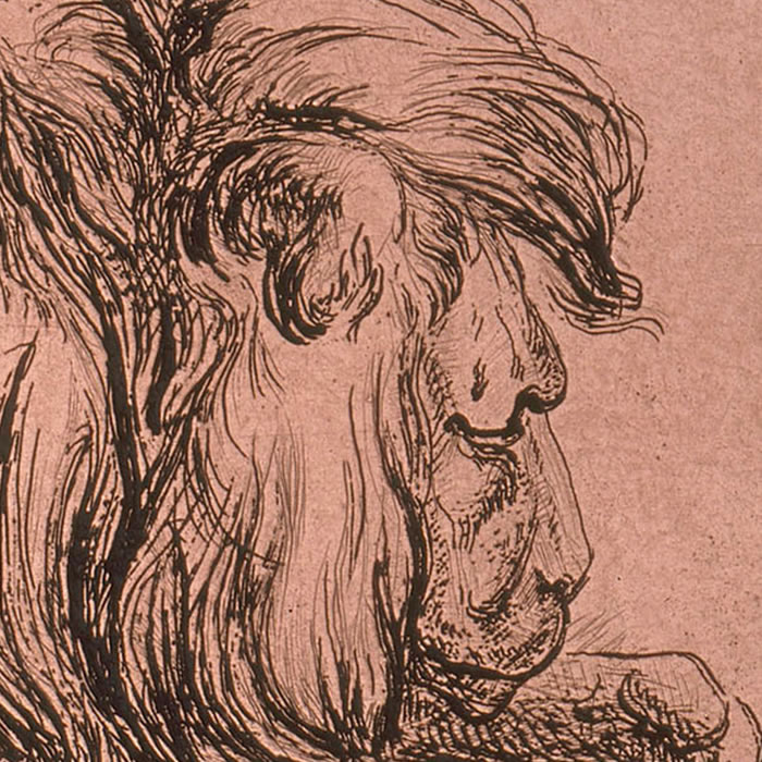 Lion couché rongeant un os - Une estampe d’après  Rembrandt