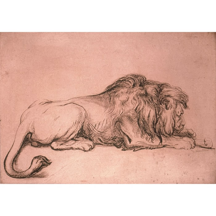 Lion couché rongeant un os - Une estampe d’après  Rembrandt