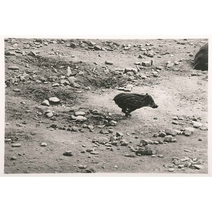 Marcassin - Une estampe d’après Sophie Ristelhueber