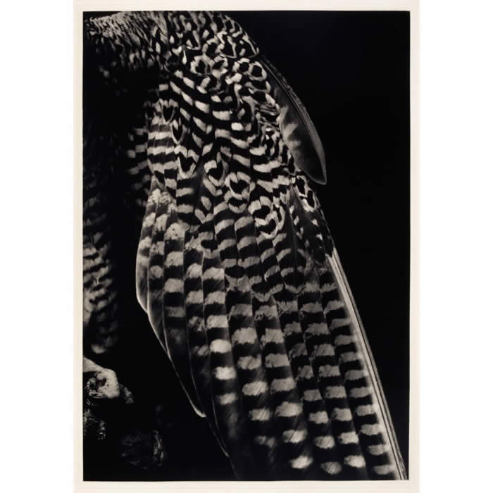 Brautkleid (La robe de la fiancée) - Une estampe d’après Balthasar Burkhard