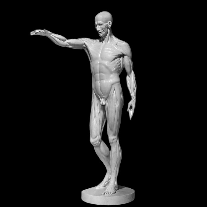 Étude de l’écorché au bras tendu - Reproduction d’une sculpture de l’École nationale supérieure des beaux-arts, Paris