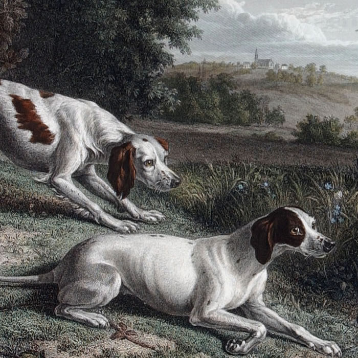 Diane and Blonde, dogs of Louis XIV, hunting pheasants - Une estampe d’après François Desportes