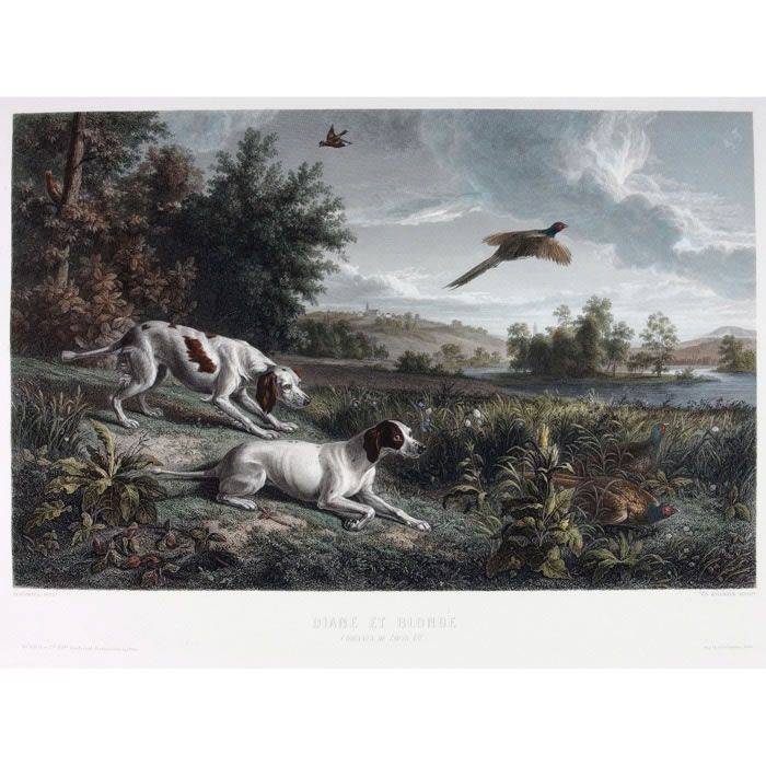 Diane and Blonde, dogs of Louis XIV, hunting pheasants - Une estampe d’après François Desportes