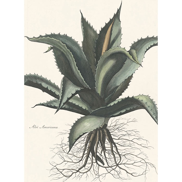 Aloe americana. Aloès d’Amérique