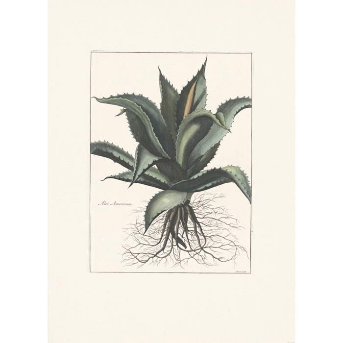 Aloe americana. Aloès d’Amérique