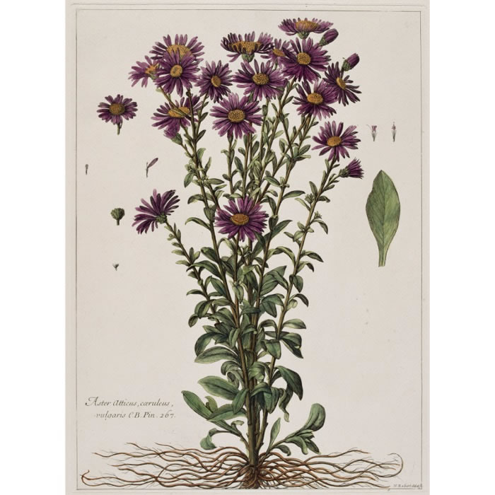 Aster atticus, caeruleus vulgaris. White aster flower - Une estampe d’après Nicolas Robert