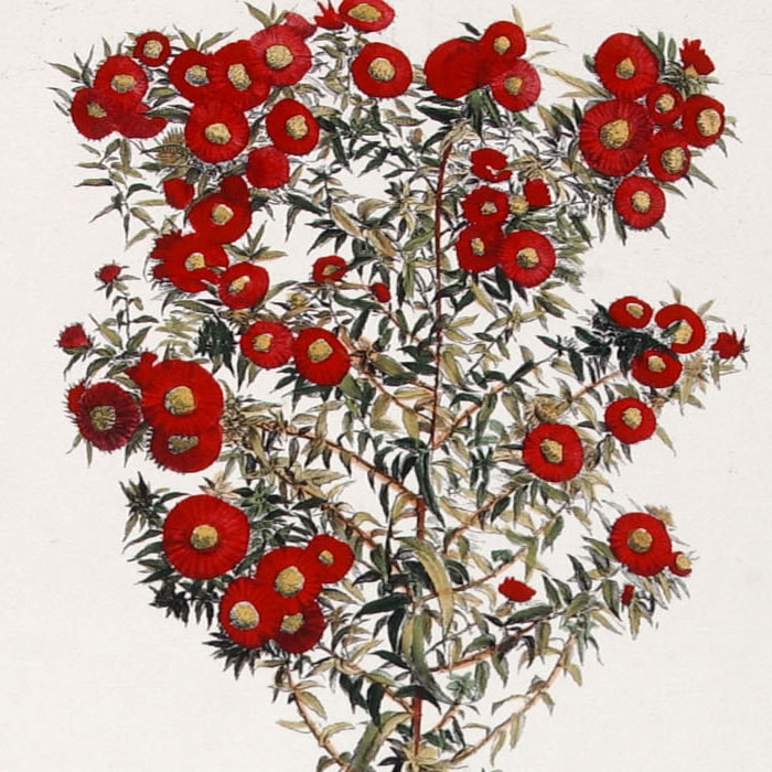 Aster serotinus ramosus alter flore purpurascente. Aster - Une estampe d’après Louis de Chastillon