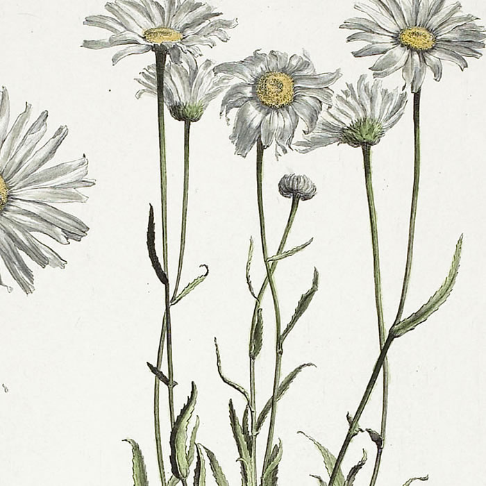 Bellis Pyrenaea, folio crasso, flore maximo. Marguerite - Une estampe d’après Louis de Chastillon