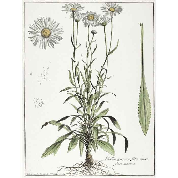 Bellis Pyrenaea, folio crasso, flore maximo. Marguerite - Une estampe d’après Louis de Chastillon