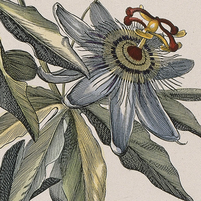 Clematis quinquefolia America sive flos Passionis. Clématite d’Amérique à cinq feuilles ou Fleur de la Passion - Une estampe d’après Nicolas Robert