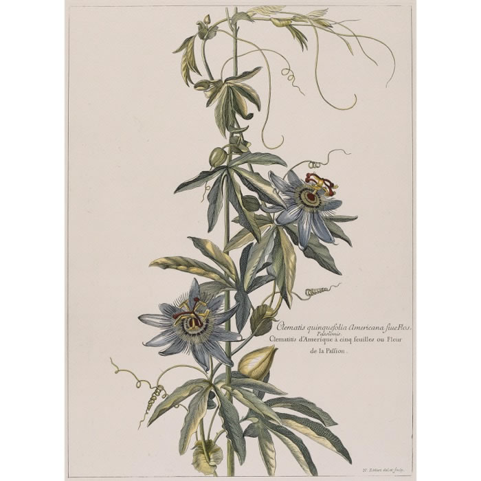 Clematis quinquefolia America sive flos Passionis. Clématite d’Amérique à cinq feuilles ou Fleur de la Passion - Une estampe d’après Nicolas Robert