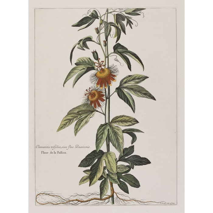 Clematis trifolia, sive flos Passionis. Clematis of Passion Flower - Une estampe d’après Nicolas Robert