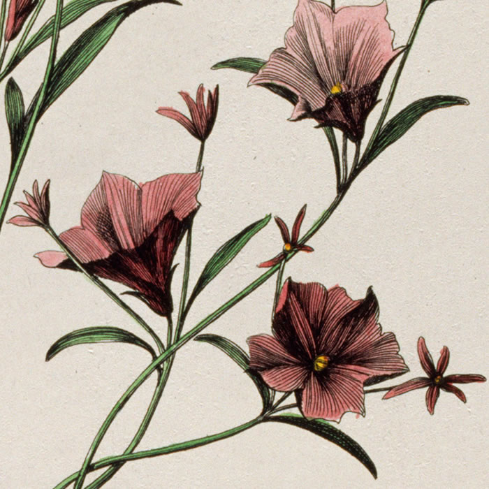 Convolvulus purpureus Linariae folio. Liseron - Une estampe d’après Nicolas Robert