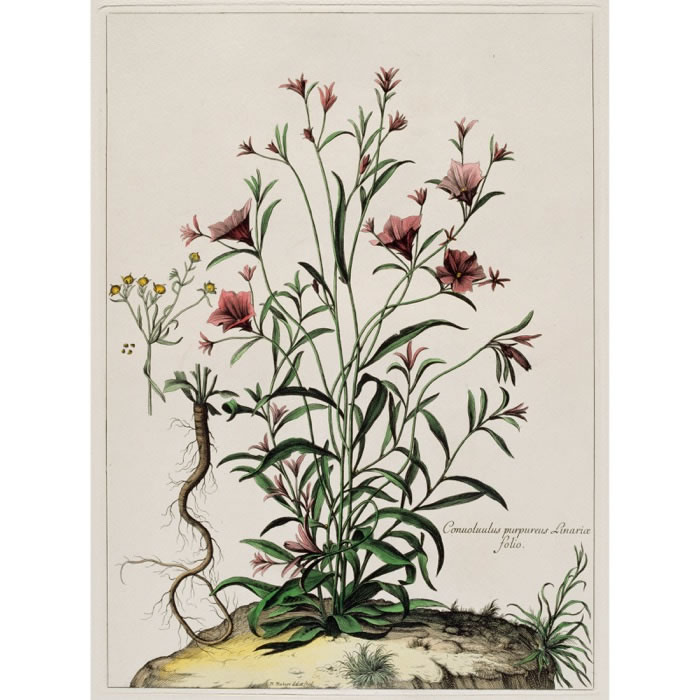 Convolvulus purpureus Linariae folio. Liseron - Une estampe d’après Nicolas Robert