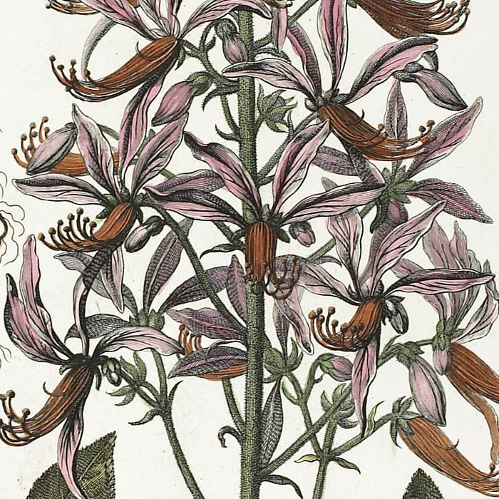 Fraxinella officinarum, dictamnus albus Fraxinella