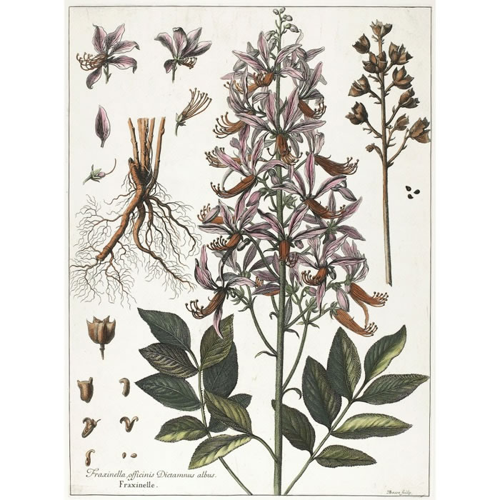 Fraxinella officinarum, dictamnus albus Fraxinella