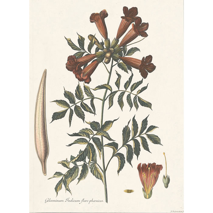Gelseminum Indicum, flore phaeniceo - Une estampe d’après Nicolas Robert