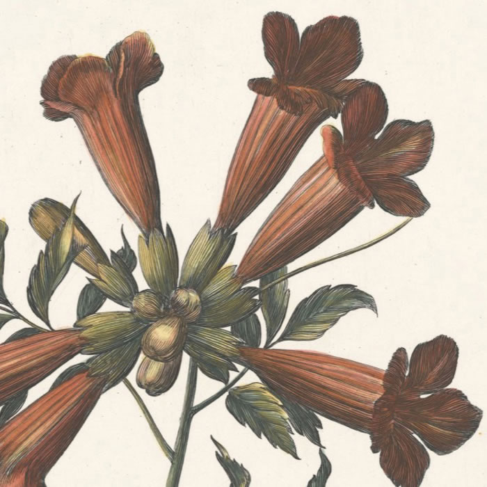 Gelseminum Indicum, flore phaeniceo - Une estampe d’après Nicolas Robert