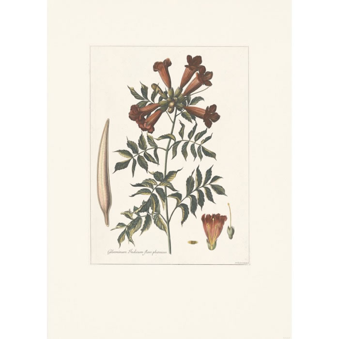 Gelseminum Indicum, flore phaeniceo - Une estampe d’après Nicolas Robert