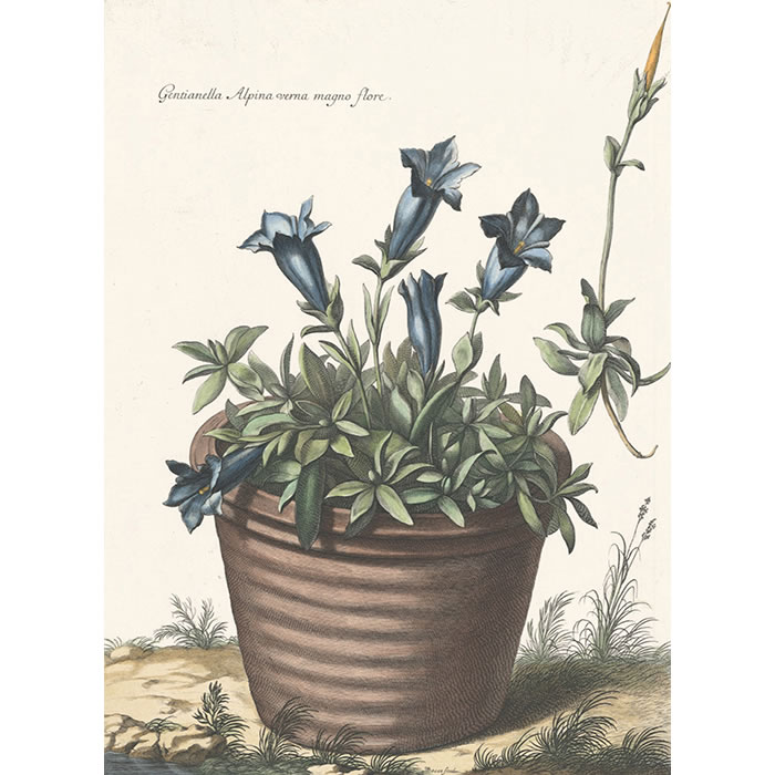 Gentianella Alpina verna magno flore. Gentiane des Alpes