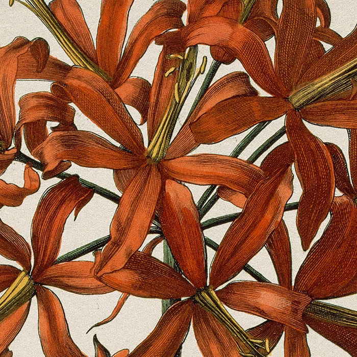 Lilionarcissus Japonicus, rutilo flore. Lys du Japon - Une estampe d’après Nicolas Robert