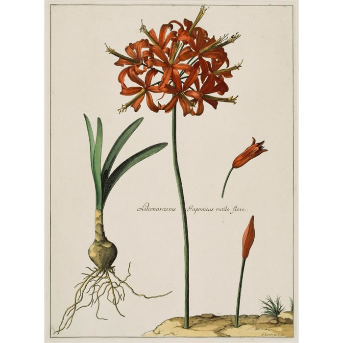 Lilionarcissus Japonicus, rutilo flore. Lys du Japon - Une estampe d’après Nicolas Robert