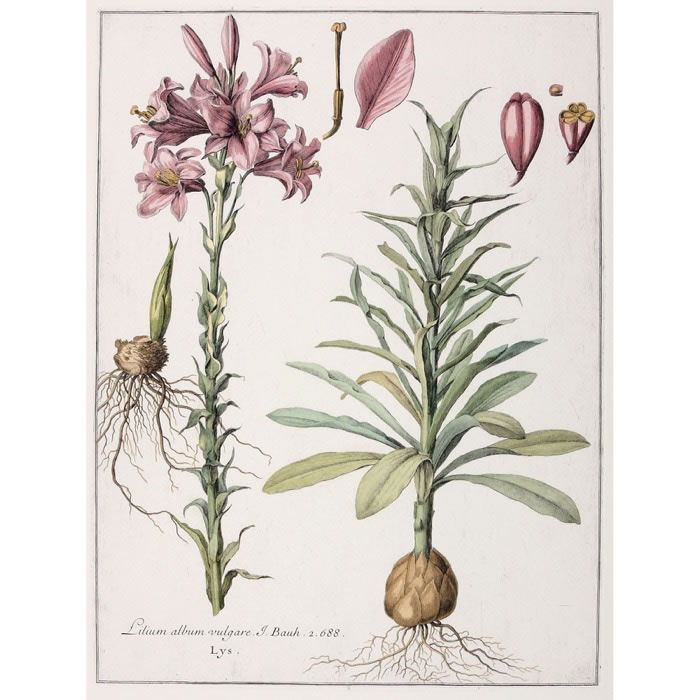 Lilium album vulgare. Lys blanc