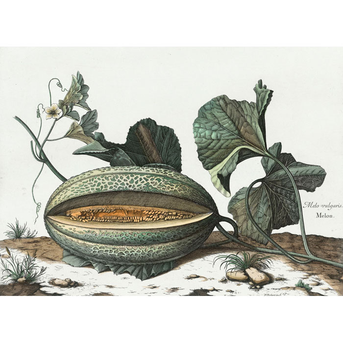 Melo vulgaris : Melon. Plant, Leaf - Une estampe d’après Nicolas Robert
