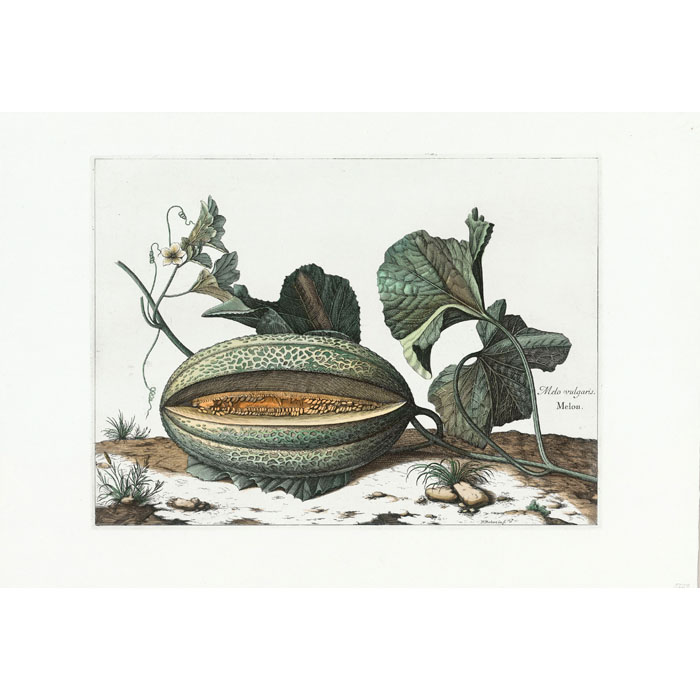 Melo vulgaris : Melon. Plant, Leaf - Une estampe d’après Nicolas Robert