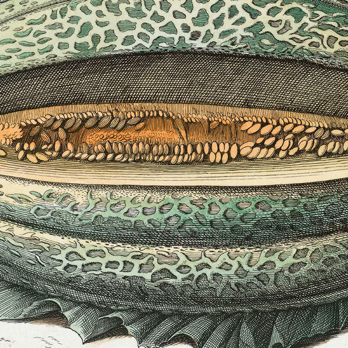 Melo vulgaris : Melon. Plant, Leaf - Une estampe d’après Nicolas Robert
