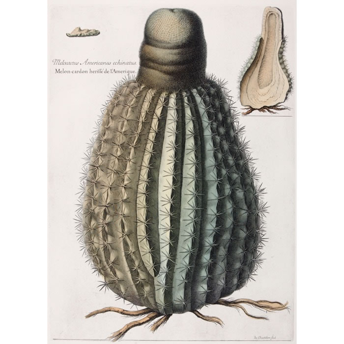 Melocactus Americanus echinatus. Melon-cardon hérissé d’Amérique