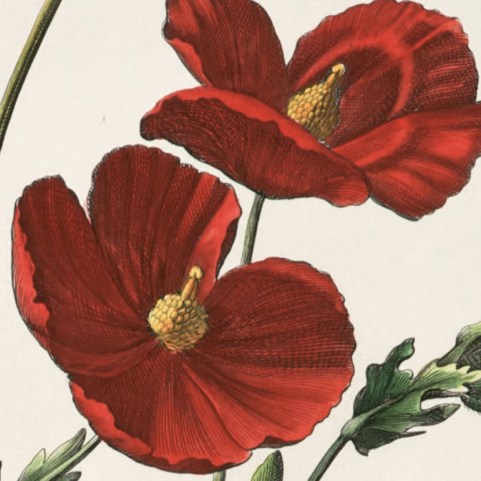 Papaver corniculatum, flore luteo. Coquelicot - Une estampe d’après Nicolas Robert