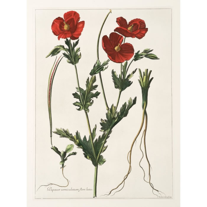 Papaver corniculatum, flore luteo. Coquelicot - Une estampe d’après Nicolas Robert
