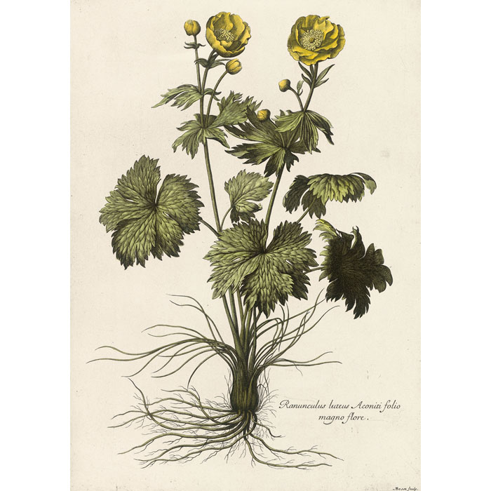 Ranunculus luteus Aconiti folio magno flore - Une estampe d’après Abraham Bosse