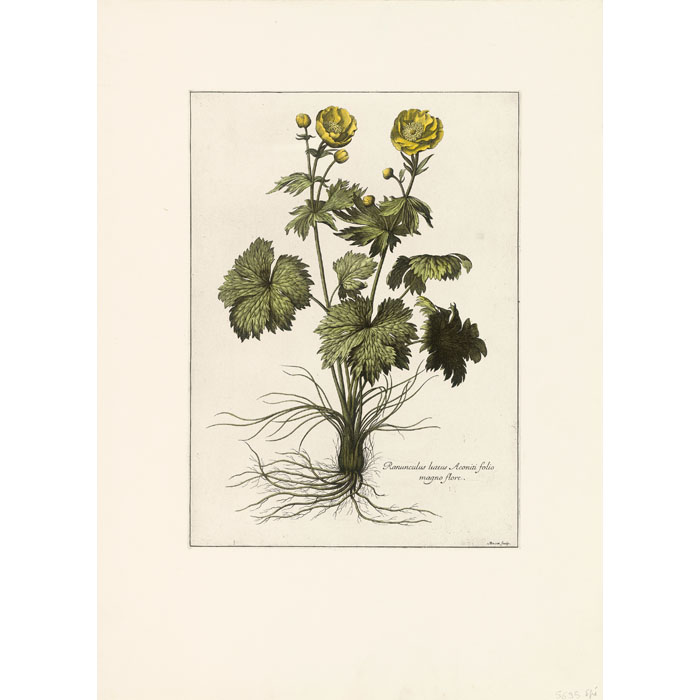 Ranunculus luteus Aconiti folio magno flore - Une estampe d’après Abraham Bosse