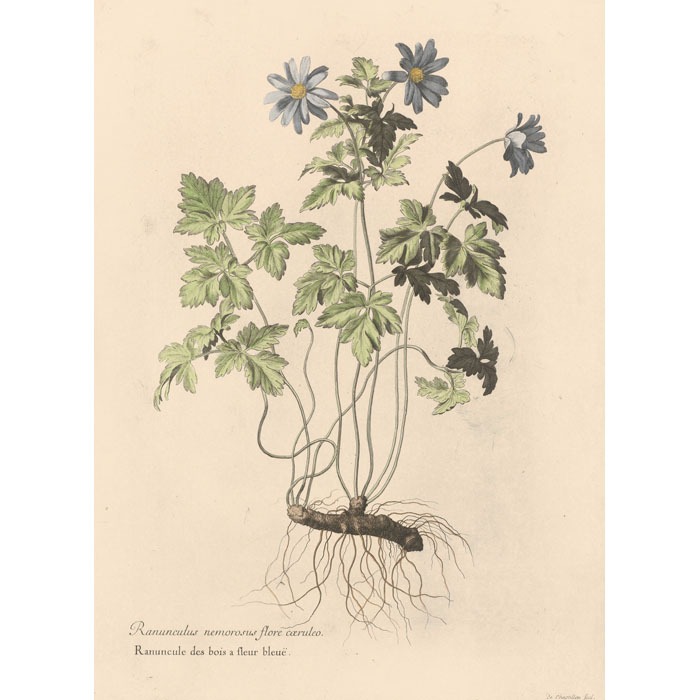 Ranunculus nemorosus flore caeruleo. Blue-flowered wood buttercup