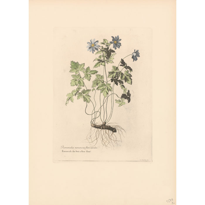 Ranunculus nemorosus flore caeruleo. Blue-flowered wood buttercup