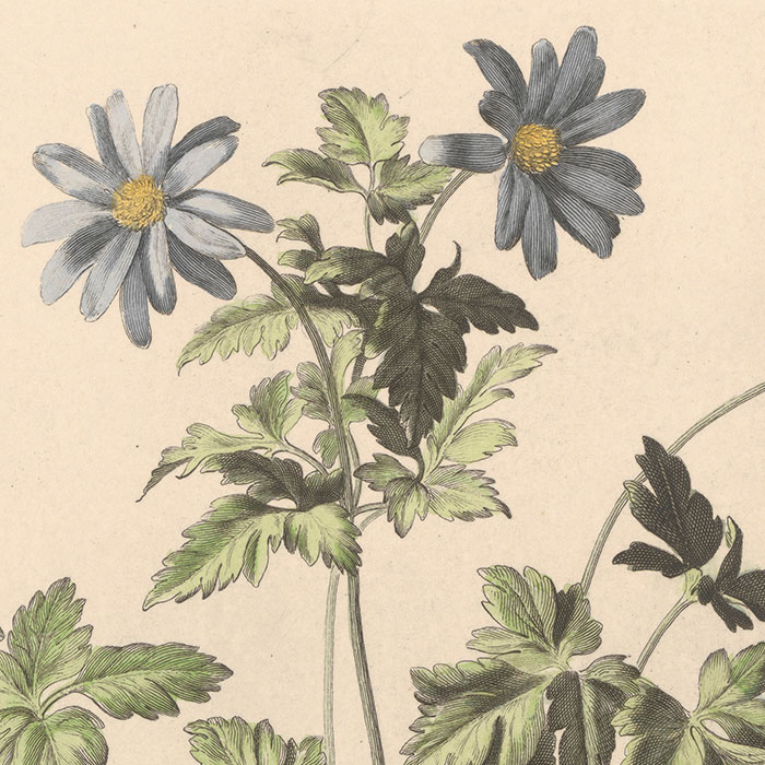 Ranunculus nemorosus flore caeruleo. Blue-flowered wood buttercup