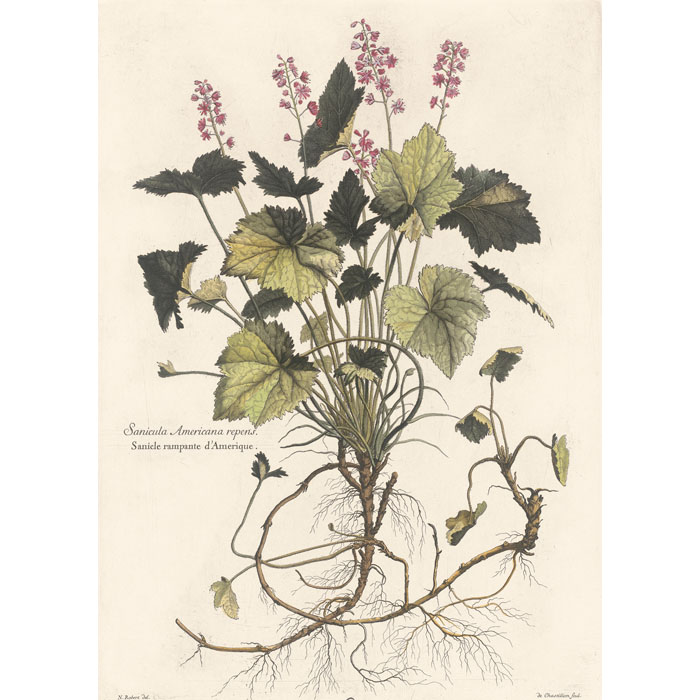 Sanicula Americana repens. Sanicle rampante d’Amérique - Une estampe d’après Nicolas Robert
