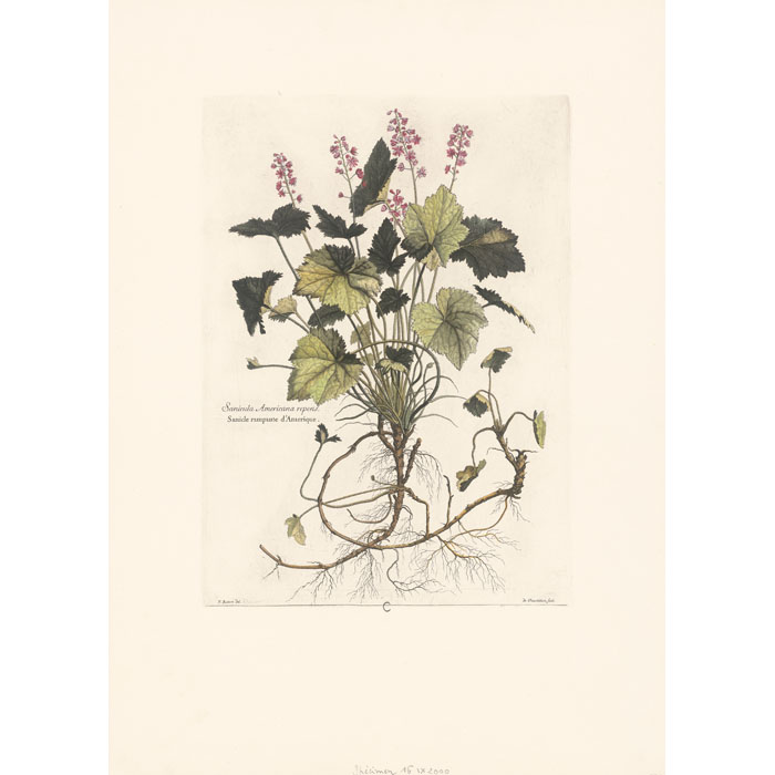 Sanicula Americana repens. Sanicle rampante d’Amérique - Une estampe d’après Nicolas Robert