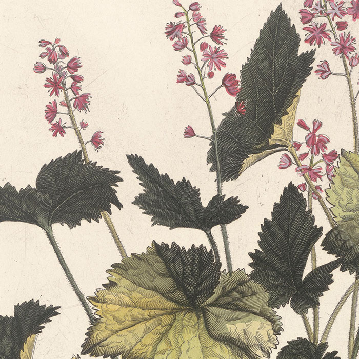 Sanicula Americana repens. Sanicle rampante d’Amérique - Une estampe d’après Nicolas Robert